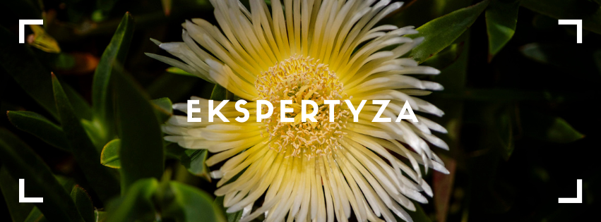 Banner ekspertyza